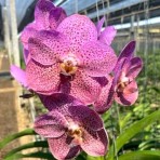 Vanda Kulwadee x Thai spot Flowering Size